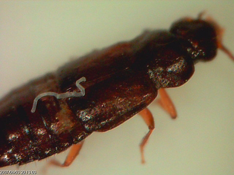 Stafilinide Omalium sp.